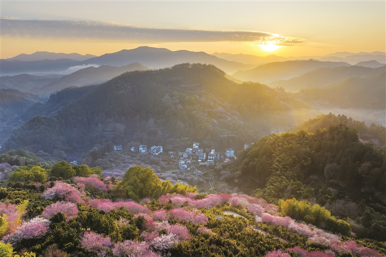 梅花绽放迎客来